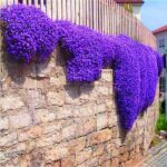 Blue Rock Cress Seeds Perennial Flower 100flores - 4
