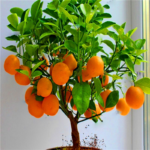 Bonsai Mandarin Citrus Fruit Seeds - 1