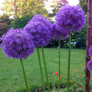 30 Pcs Allium Seeds Giant Purple Multicolor - 1