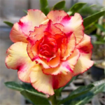 4 Pcs Adenium Obesum Bonsai Seeds - 3