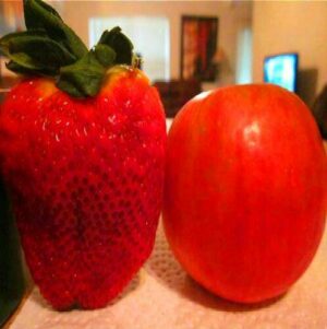 200pcs Big AppleSized Bonsai Seeds - 4