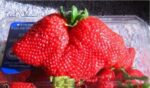 200pcs Big AppleSized Bonsai Seeds - 3