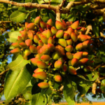 Chinese Pistacia Bonsai Fruit 5 Seeds - 1
