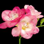 Mixed Flower Bonsai Seeds Freesia Orchid Rhizome Bulbous - 2