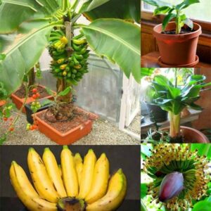 200 Pcs Banana Bonsai Dwarf Fruit Seeds - 1