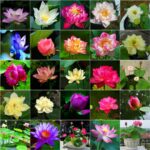 Bonsai Flores Bowl Seeds - 2