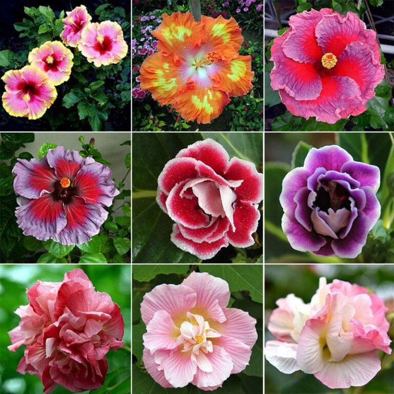 Hibiscus Flower Seeds 100 Free Shipping Up to 70 OFF