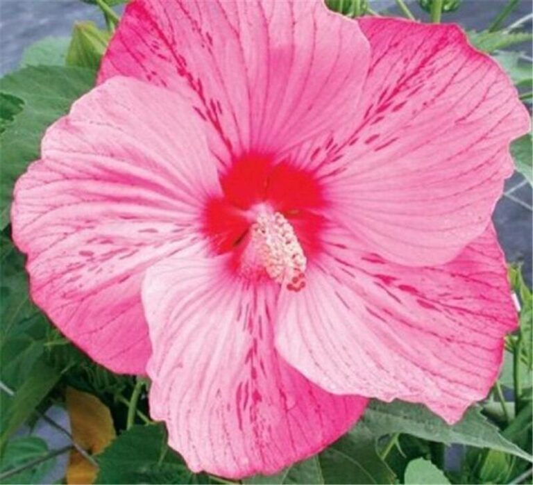 Hibiscus Flower Seeds 100 Free Shipping Up to 70 OFF