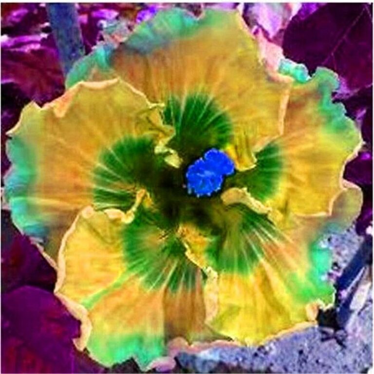 Hibiscus Flower Seeds 100 Free Shipping Up to 70 OFF