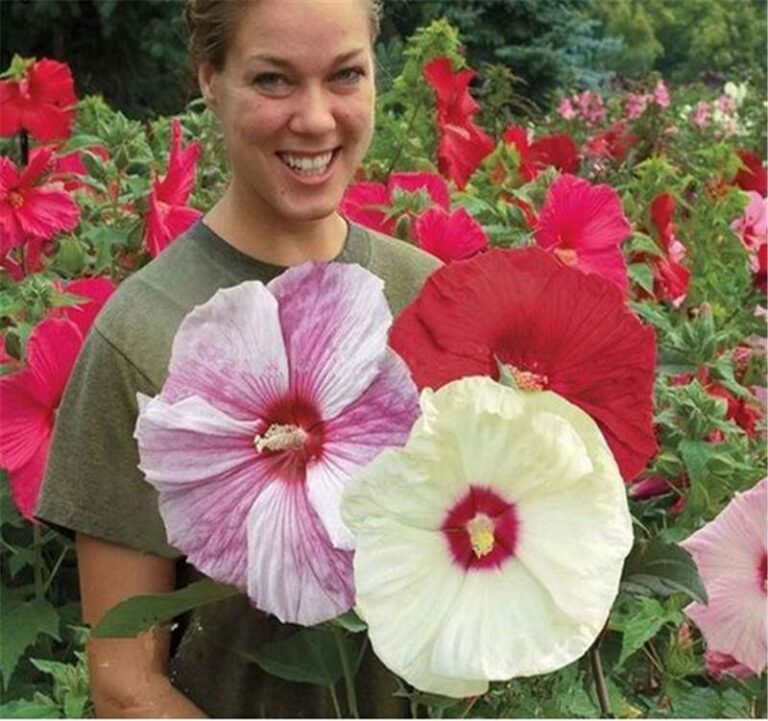 Hibiscus Flower Seeds 100 Free Shipping Up to 70 OFF