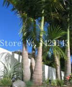 10pcs Japan Palm Tree Seeds - 5