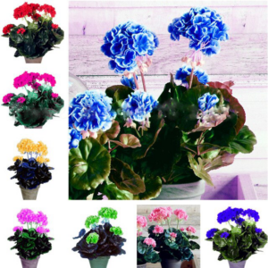 30pc Bonsai Pelargonium Seeds - 1