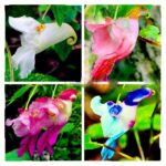 105pcs Orchid RadiationBlocking Seeds - 1
