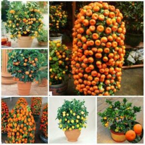 Edible Mandarin Orange Seeds 10 Pcs - 1