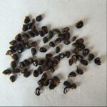20pcs Succulent Ball Seeds Mix - 6
