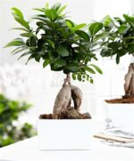 15pcs Ficus Carica Fruit Seeds - 5