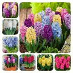 100 Pcs Charming Hyacinth Seeds - 1