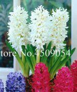 100 Pcs Charming Hyacinth Seeds - 3