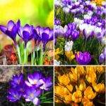 Saffron Particles 20 Seeds - 4