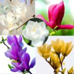 30pcs Magnolia Orchid Seed Pack - 1