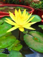 Vibrant Mini Water Lily Seeds - 6