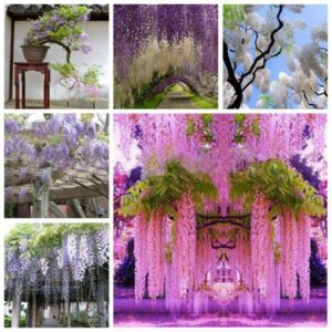 20 Pcs Wisteria Flower Seeds - 1