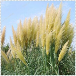 400 Pcs Cortaderia Selloana Seeds - 2