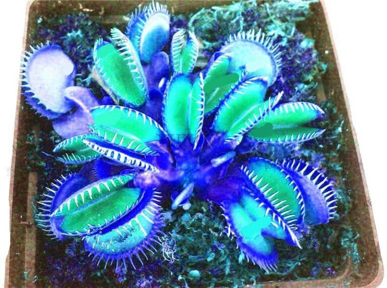 100pcs Venus Flytrap Seeds Free Shipping Up to 70 OFF