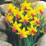 1000pcs Narcissus Daffodil Seeds Bulk - 1