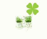 100pc Bonsai Repens Clover Mix Seeds - 6