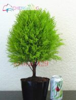 50pcs Cypress Seeds Platycladus Orientalis - 6