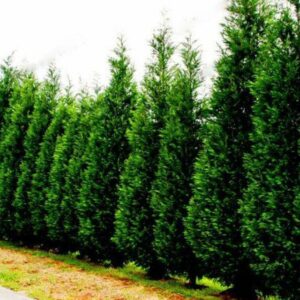 105pcs Cypress Arborvitae Seeds - 1