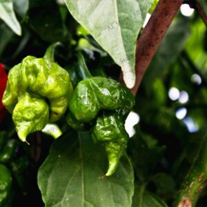 100pcs Scorpion Chili Seeds - 6