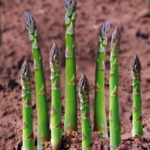 Buy 50pcs Asparagus Seeds - 2