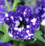 Petunia Seeds 100 Pcs Jardin - 5