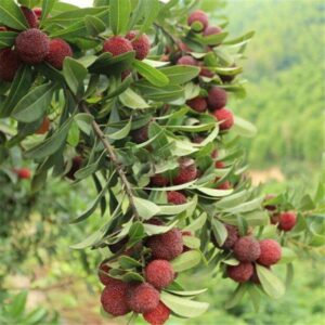 2pcs Strawberry Tree Seeds - 1