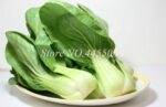 1000pcs Chinese Cabbage Seeds - 4