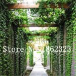 100 Red Ivy Climbing Seeds - 4