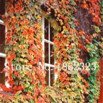 100 Red Ivy Climbing Seeds - 5