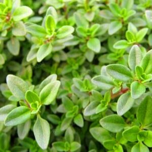 200pcs Lemon Thyme Herb Seeds - 3