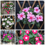 100 Pcs Vinca Cover Seeds - 1