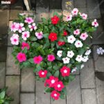 100 Pcs Vinca Cover Seeds - 6