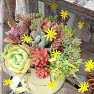 100pcs Succulent Lithops Seeds - 2