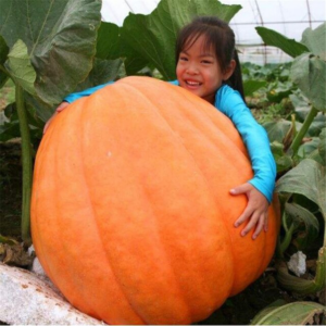 Giant Atlantic Pumpkin Seeds 5pcs - 1