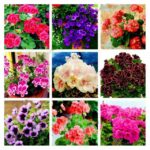 Variegated Geranium Seeds - 1