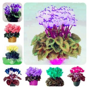 100 Pcs Cyclamen Flower Seeds - 1