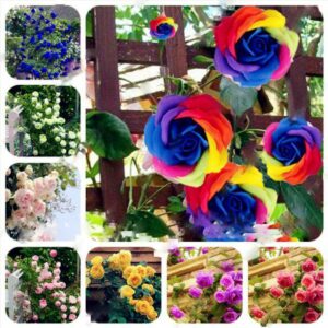 50 Pcs Climbing Rose Seeds Mixcolor - 1