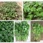 200pcs Chinese Parsley Seeds 4 Seasons - 1