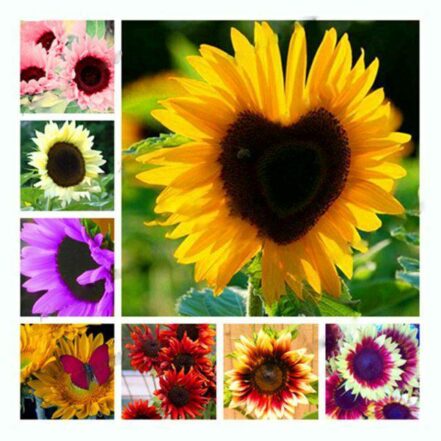 Organic Sunflower Seeds Color Mix OutletTrends.com Free Shipping Up to ...