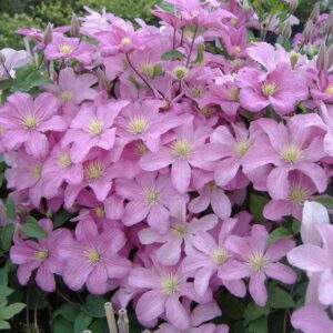 Climbing Clematis Pink Bonsai Seeds - 4
